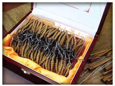 屏山冬虫夏草回收